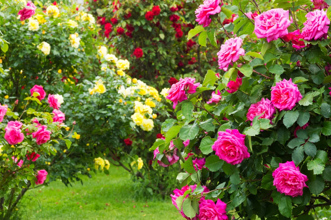 Rosa und gelbe Rosen im Garten